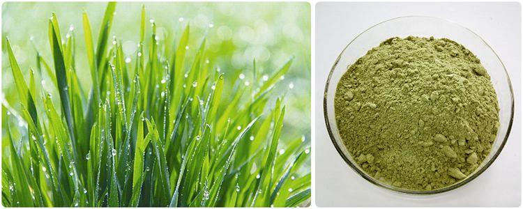 product-1-1 Barley Grass Extract