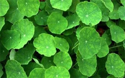 Centella Asiatica
