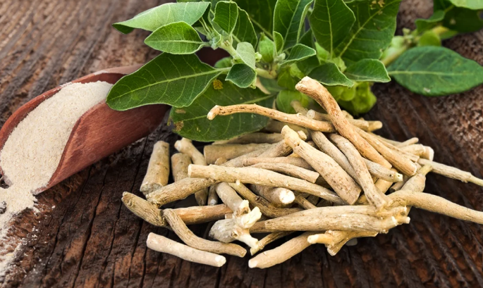 Ashwagandha extract manufacturer Ashwagandha extract manufacturer