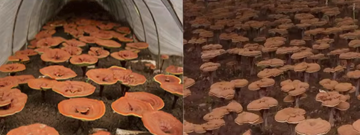 Reishi Mushroom Extract2 Reishi Mushroom Extract2