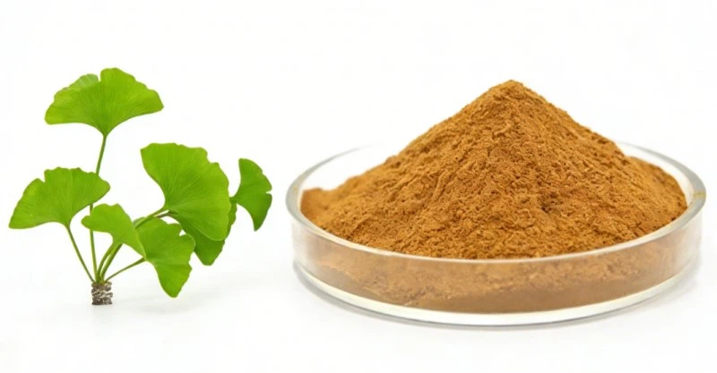 Food Supplement Ginkgo Leaf Extract 24.0% Flavonoids 6.0% Lactones Ginkgo Leaf Extract Powder Food Supplement Ginkgo Leaf Extract 24.0% Flavonoids 6.0% Lactones Ginkgo Leaf Extract Powder
